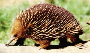 echidna