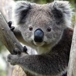 koala