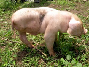 The Three Legged Pig