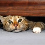 cat_under_bed