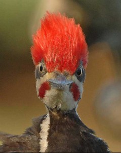 Pileated Woodpecker