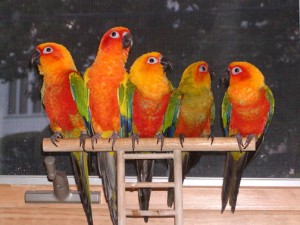 five_parrots