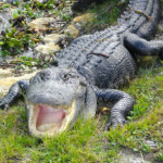 alligator