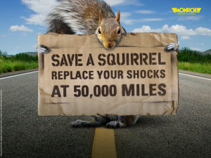 Save a Squirrel