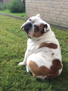 Bullie in the yard